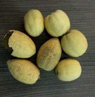 Sri Herbal Dried Hingot Fruit | Ayurvedic Wellness Superfood